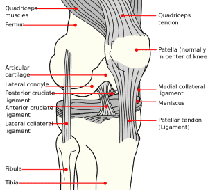 Knee_diagram.svg
