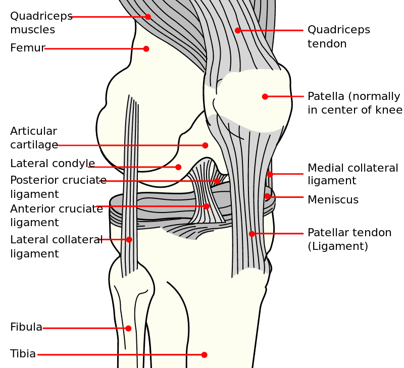 Douleur au genou |Clinique Kiné Santé