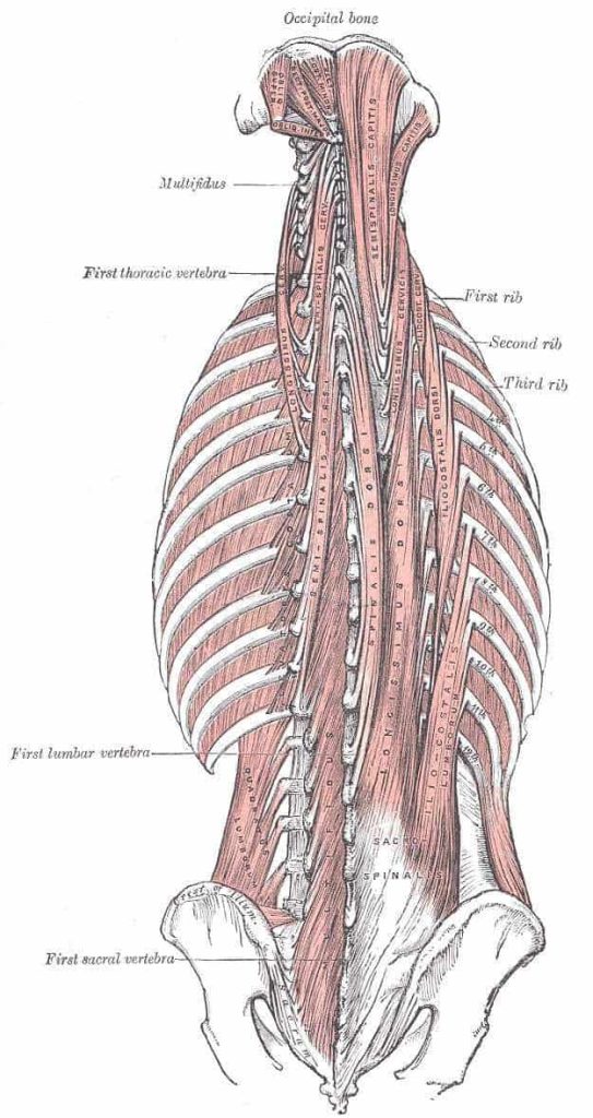 image musculature lombaire