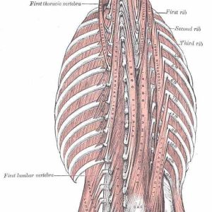 image musculature lombaire